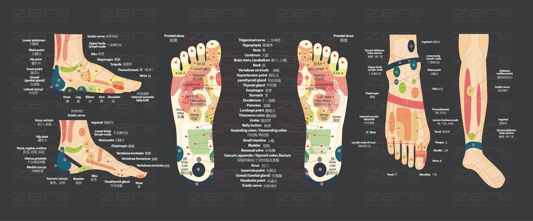 Illustration of foot reflexology map on a dark background